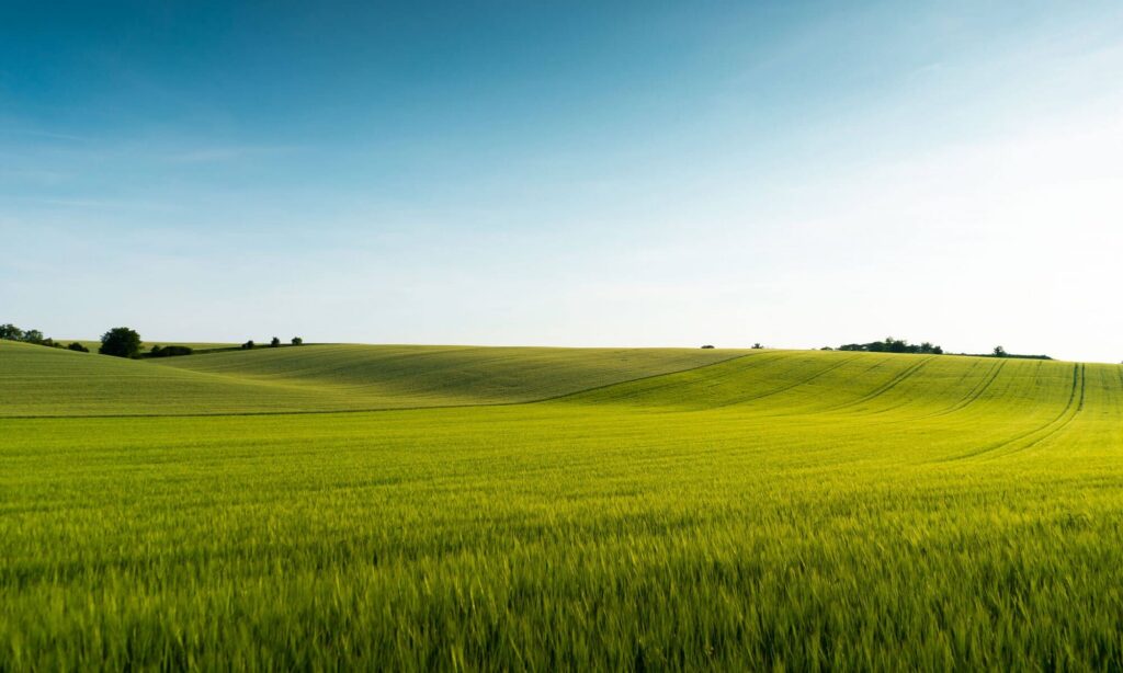 Feld im Sommer