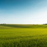 Feld im Sommer