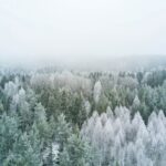 Luftaufnahme von einem Wald im Winter im Nebel